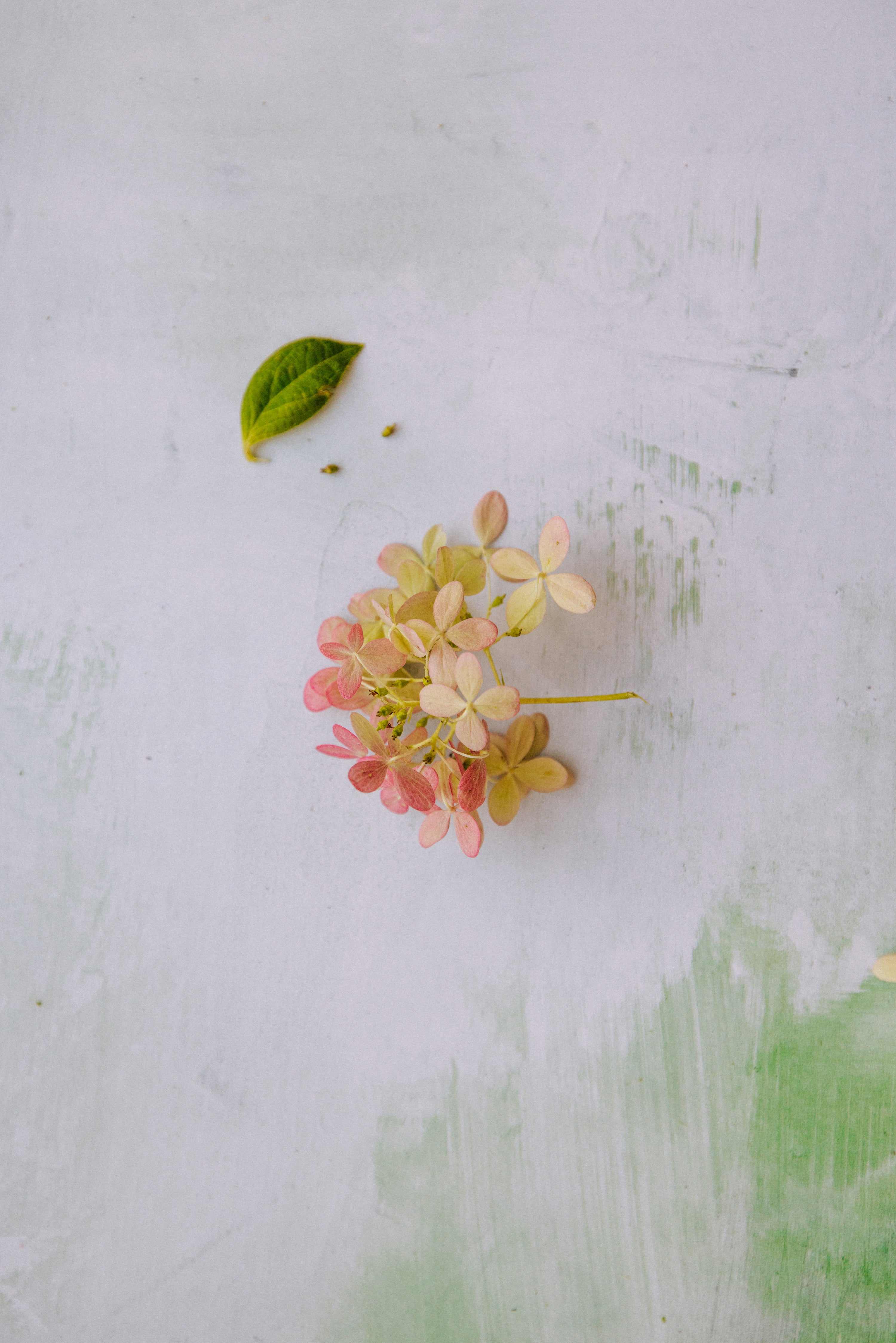 Printed surface - Spring