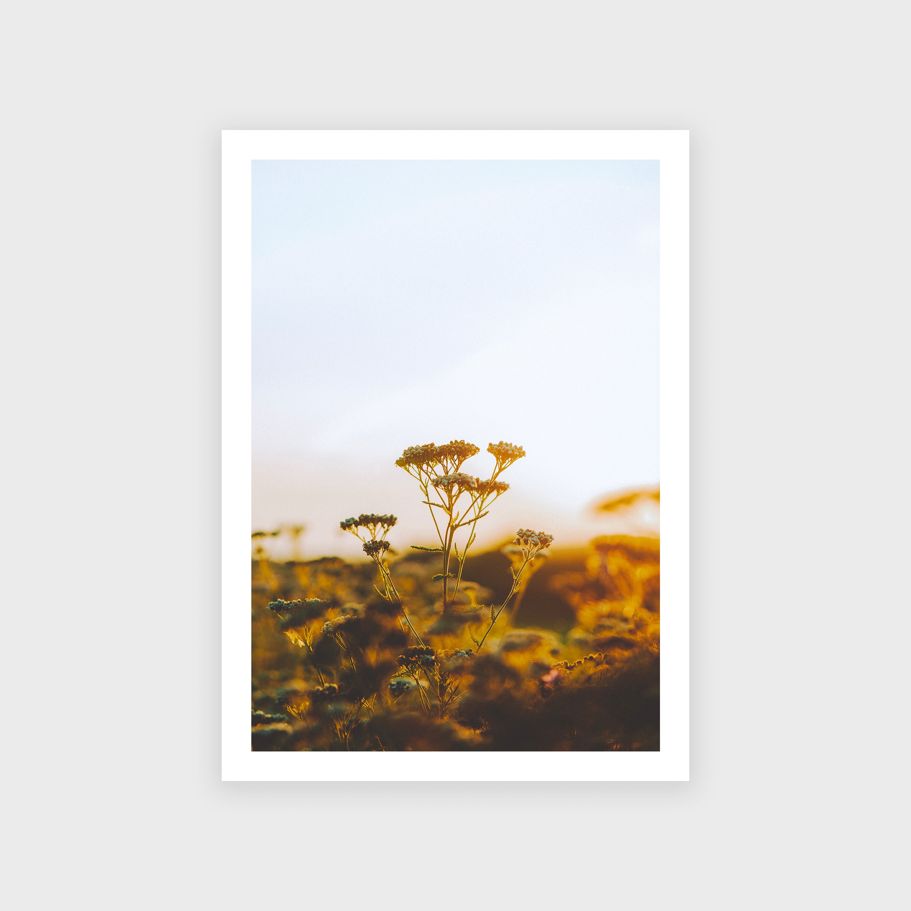 Poster - Crépuscule
